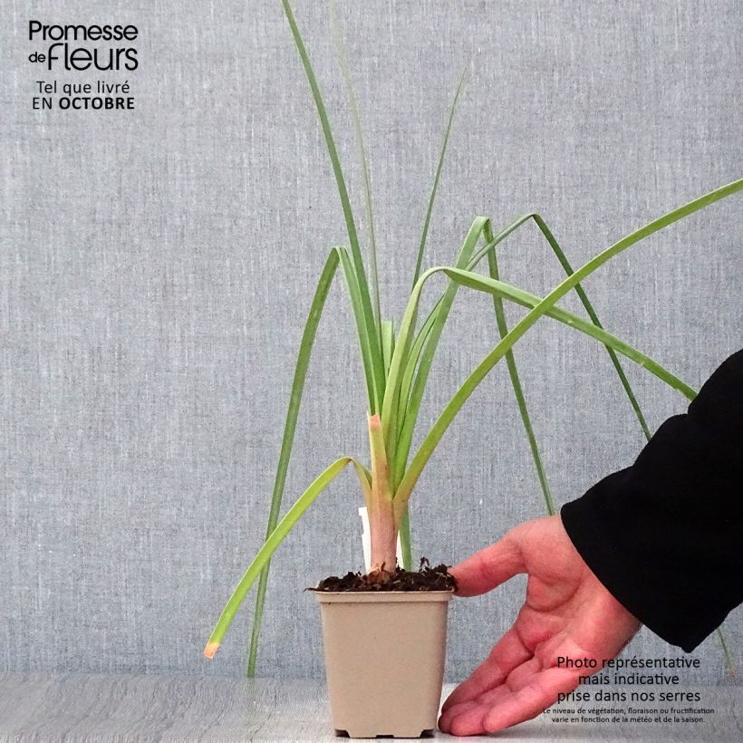 Esemplare di Kniphofia northiae - Giglio della torcia Vasetto da 8/9 cm come consegnato in autunno