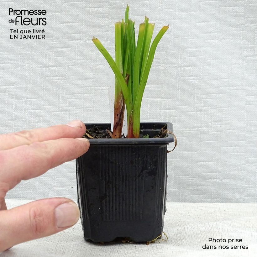 Kniphofia rooperi - Giglio della torcia Vasetto da 8/9 cm esemplare consegnato in inverno