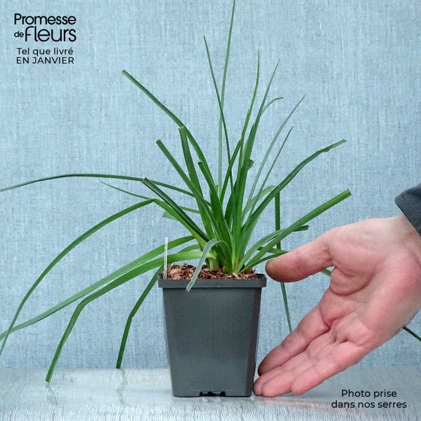 Kniphofia uvaria - Giglio della torcia Vasetto da 8/9 cm esemplare consegnato in inverno