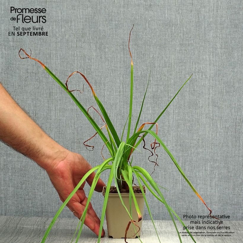 Esemplare di Kniphofia Green Jade - Giglio della torcia Vasetto da 8/9 cm come consegnato in autunno