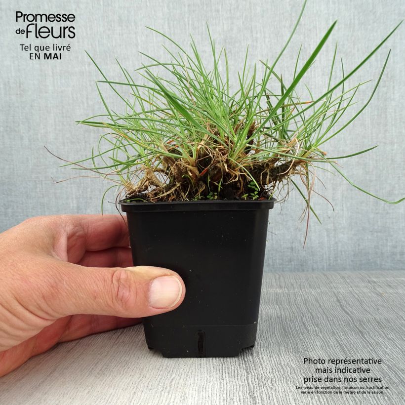 Koeleria glauca - Paléo bianco Vasetto da 8/9 cm esemplare consegnato in primavera