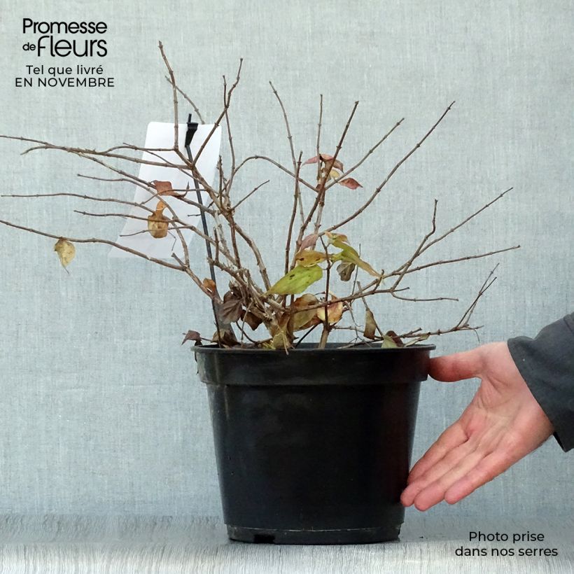 Esemplare di Kolkwitzia amabilis Pink Cloud Vaso da 3L/4L come consegnato in autunno