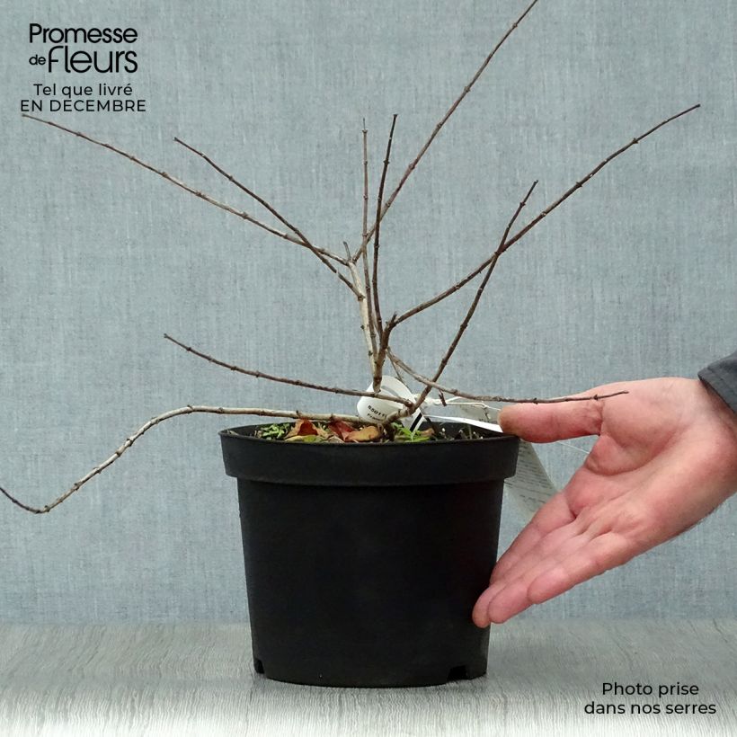 Kolkwitzia amabilis Pink Cloud Vaso da 3L/4L esemplare consegnato in inverno