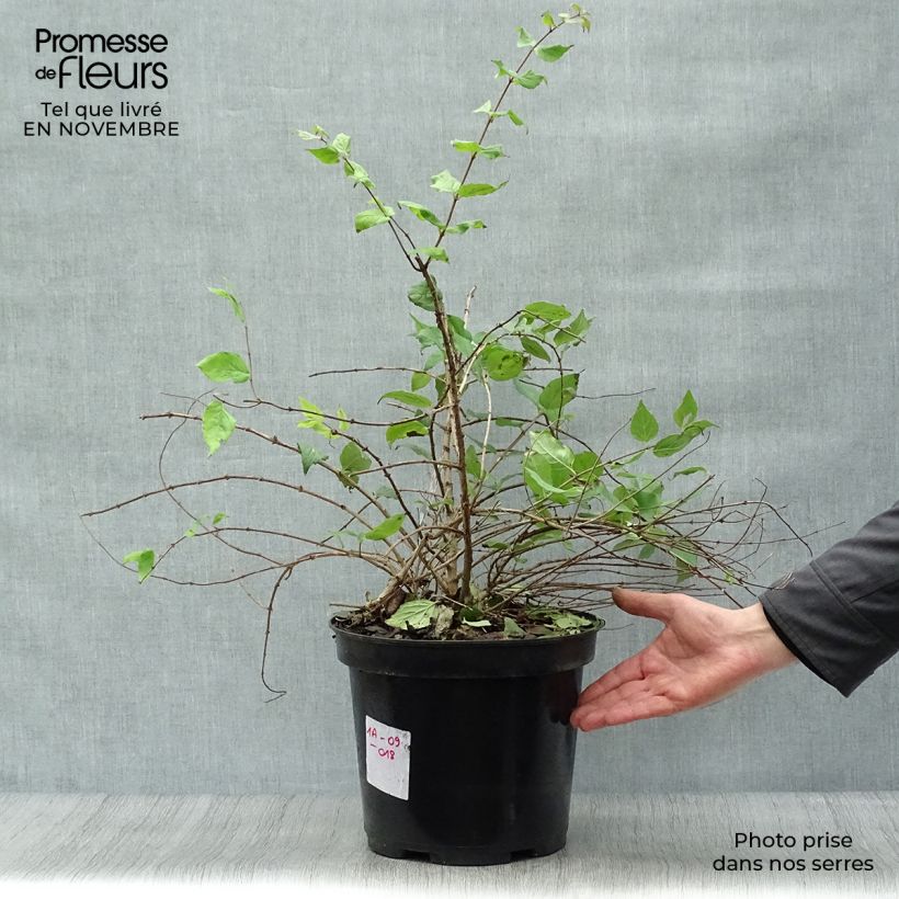 Esemplare di Kolkwitzia amabilis Pink Cloud Vaso da 6L/7L come consegnato in autunno