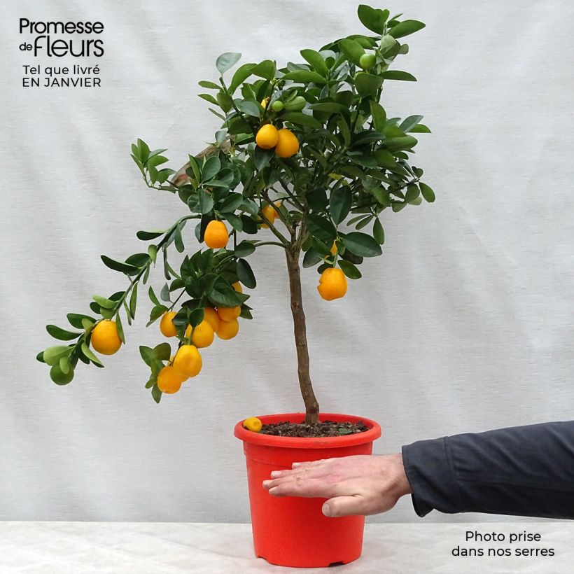 Citrus japonica obovata - Mandarino chinese Vaso da 4L/5L, Vaso impalcato basso esemplare consegnato in inverno