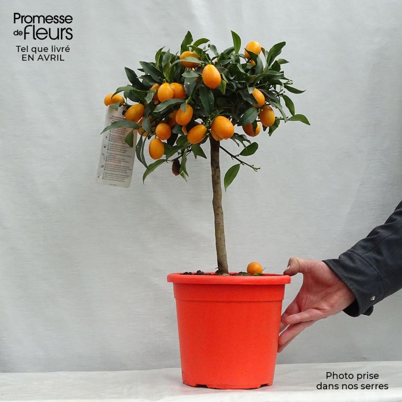 Fortunella margarita Nagami - Kumquat ovale Vaso da 4L/5L, Vaso impalcato basso esemplare consegnato in primavera