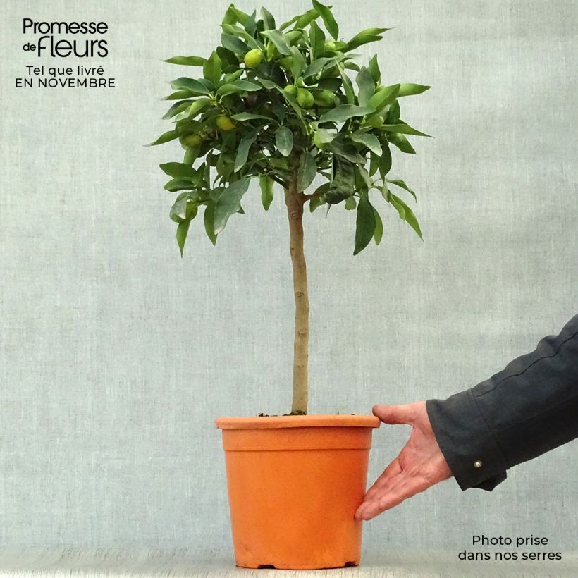 Esemplare di Fortunella margarita Nagami - Kumquat ovale Vaso da 4L/5L, Vaso impalcato basso come consegnato in autunno