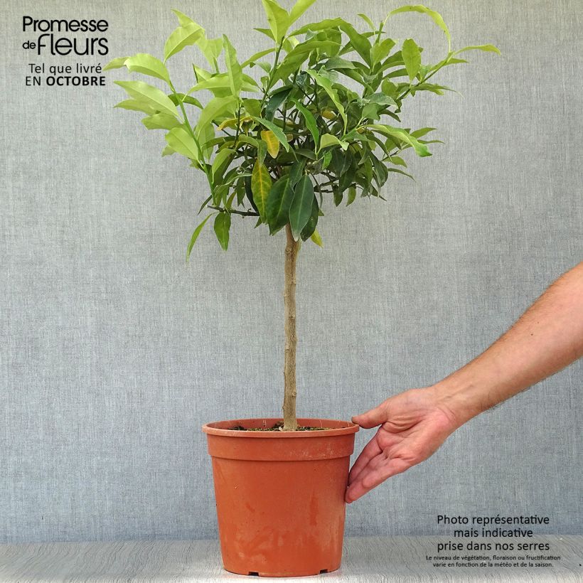 Esemplare di Fortunella margarita - Kumquat ovale Vaso da 4L/5L come consegnato in autunno