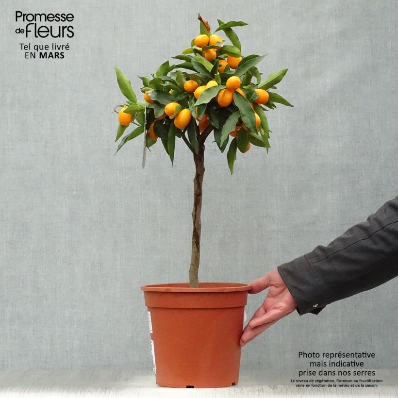 Fortunella margarita - Kumquat ovale Vaso da 4L/5L esemplare consegnato in primavera