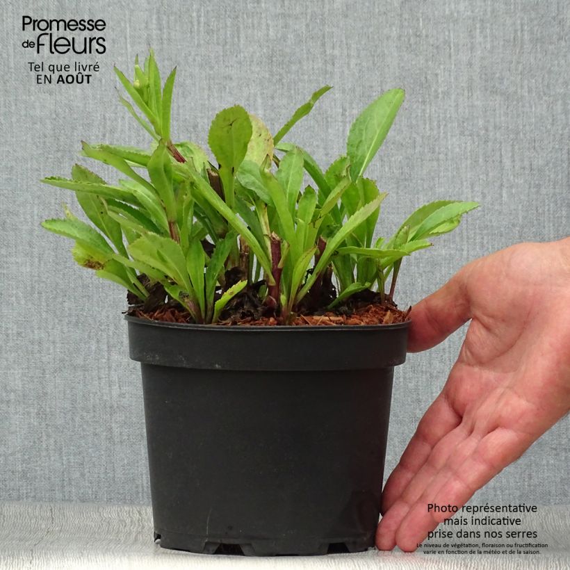 Esemplare di Leucanthemum superbum Becky - Margherita Vaso da 2L/3L consegnato in estate