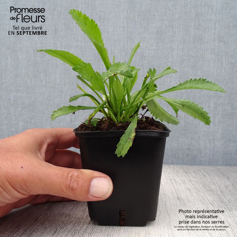 Esemplare di Leucanthemum superbum Alaska - Margherita Vasetto da 8/9 cm come consegnato in autunno