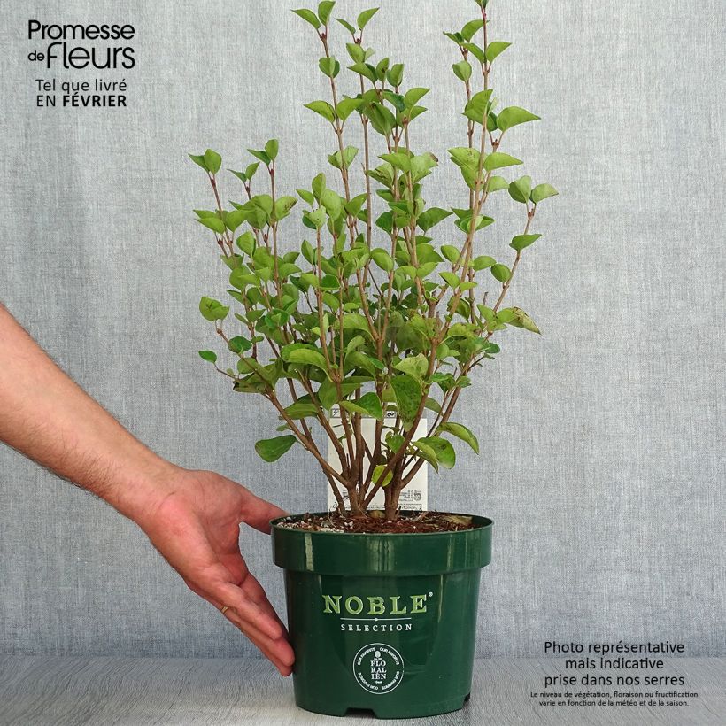 Esemplare di Syringa Tinkerbelle - Lillà Vaso da 2L/3L come consegnato in autunno
