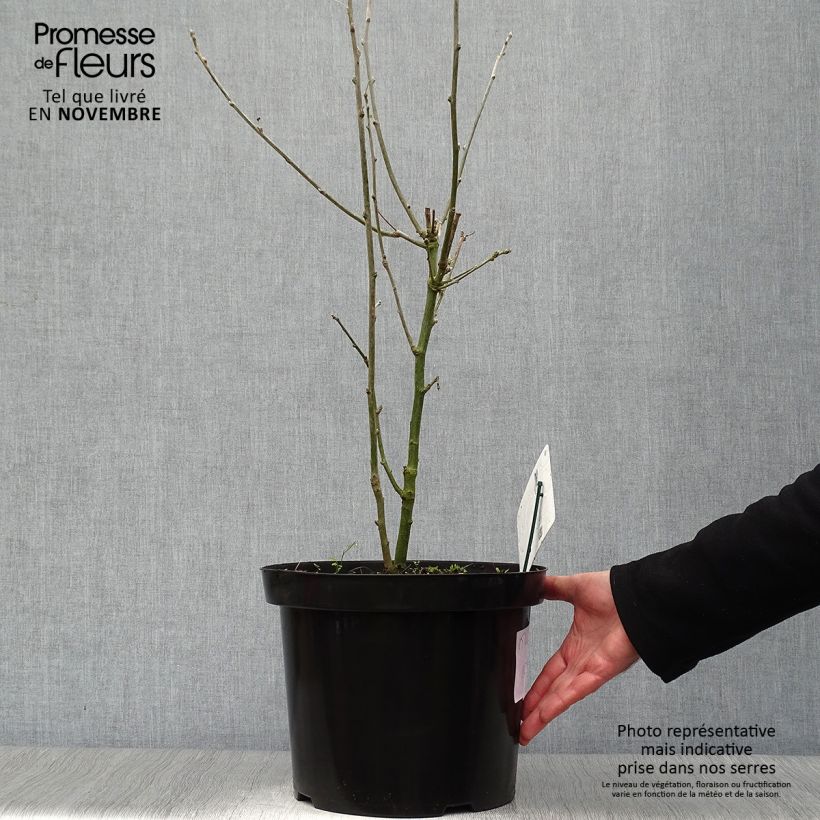 Esemplare di Laburnum anagyroides - Maggiociondolo comune Vaso da 7,5L/10L come consegnato in autunno