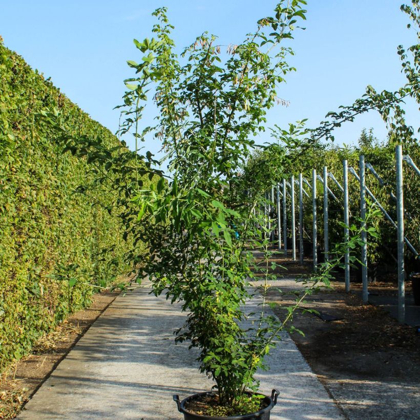 Laburnum anagyroides - Maggiociondolo comune Vaso da 70L/75L esemplare consegnato in primavera