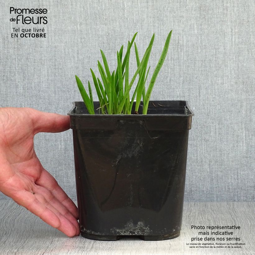 Esemplare di Lachenalia African Beauty Namakwa Vaso da 2L/3L come consegnato in autunno