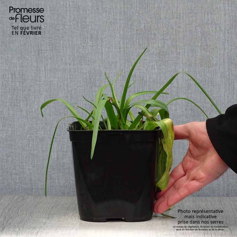 Lachenalia African Beauty Namakwa Vaso da 2L/3L esemplare consegnato in inverno