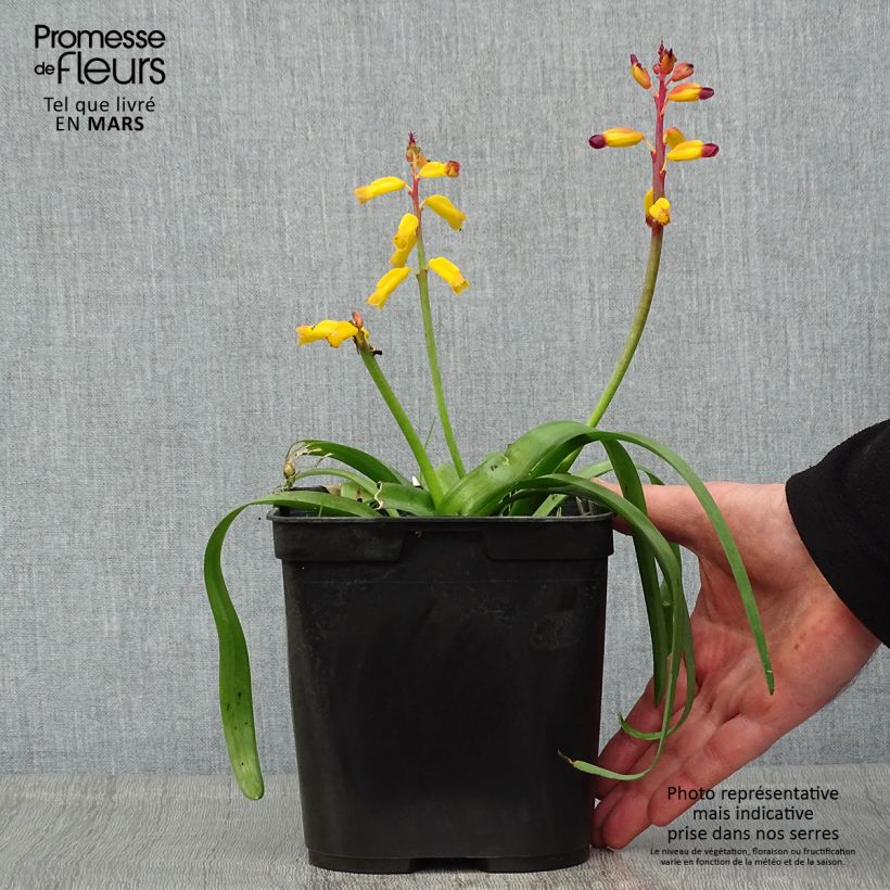 Lachenalia African Beauty Namakwa Vaso da 2L/3L esemplare consegnato in primavera