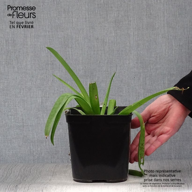 Lachenalia African Beauty Rupert Vaso da 3L/4L esemplare consegnato in inverno