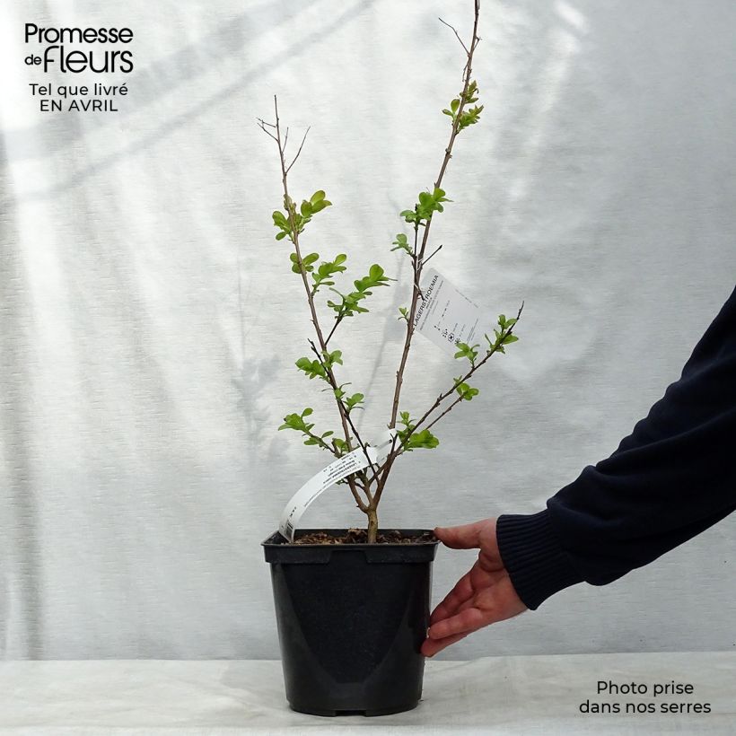 Lagerstroemia Braise d'Eté - Mirto crespo Vaso da 3L/4L, A cespuglio esemplare consegnato in primavera