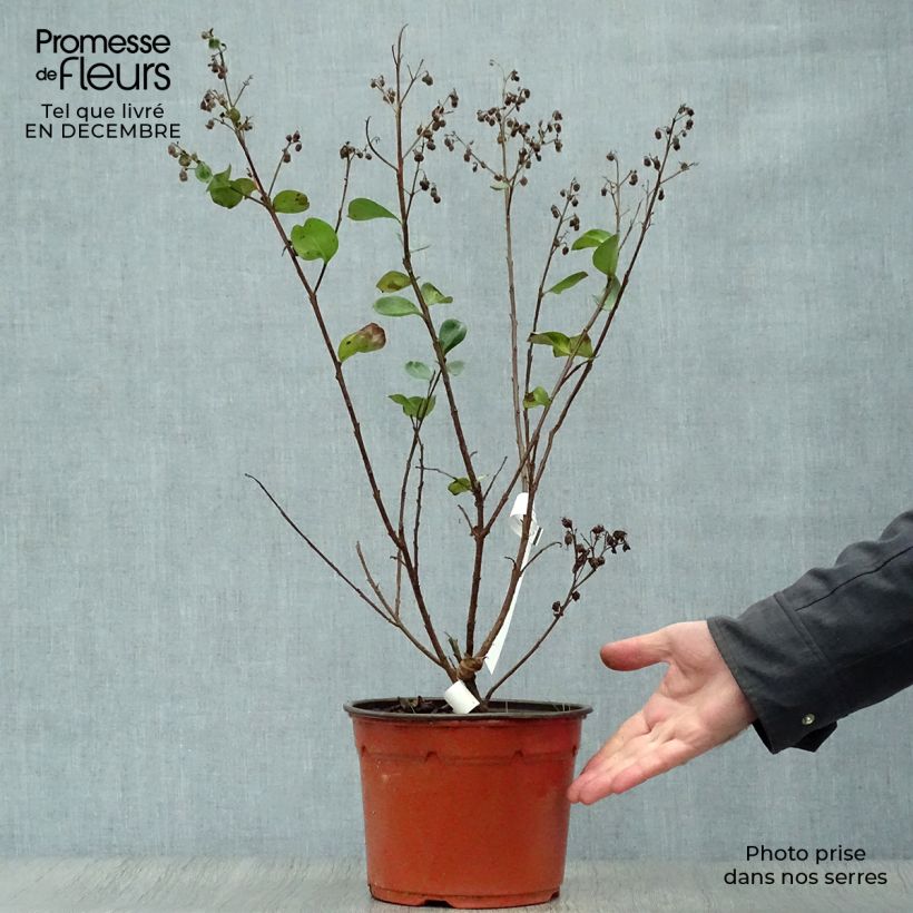 Lagerstroemia Braise d'Eté - Mirto crespo Vaso da 3L/4L esemplare consegnato in inverno