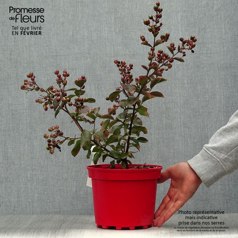 Esemplare di Lagerstroemia Braise d'Eté - Mirto crespo Vaso da 3L/4L come consegnato in autunno
