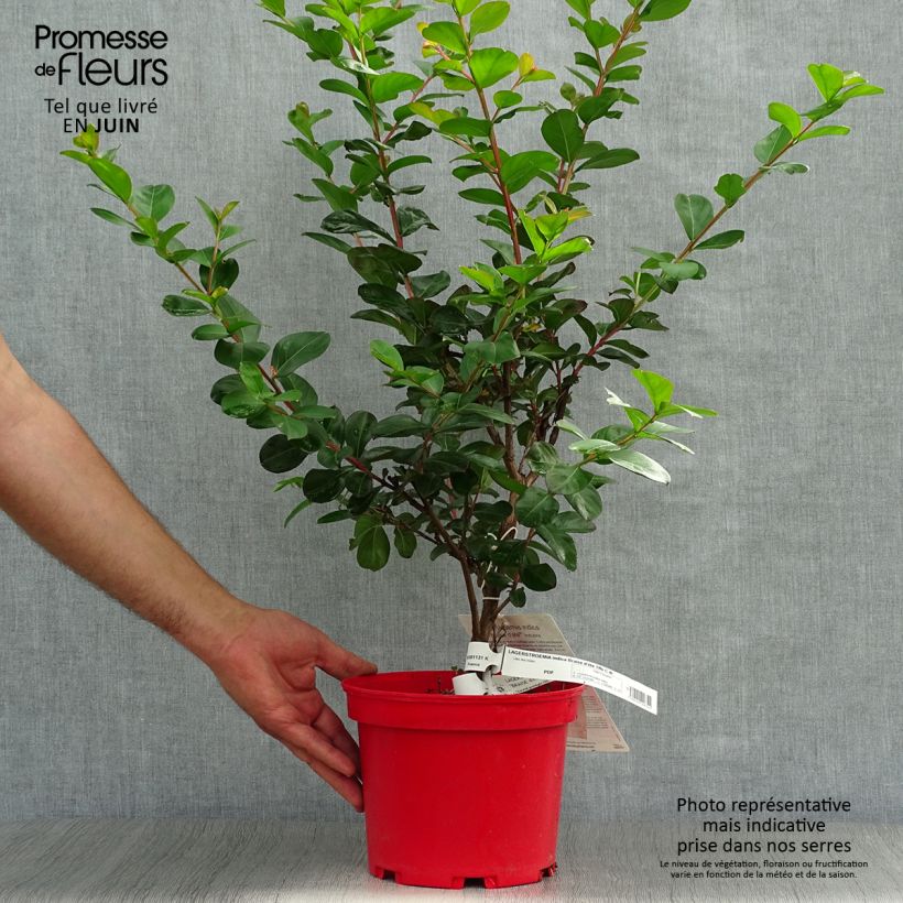 Esemplare di Lagerstroemia Braise d'Eté - Mirto crespo Vaso da 3L/4L, A cespuglio consegnato in estate