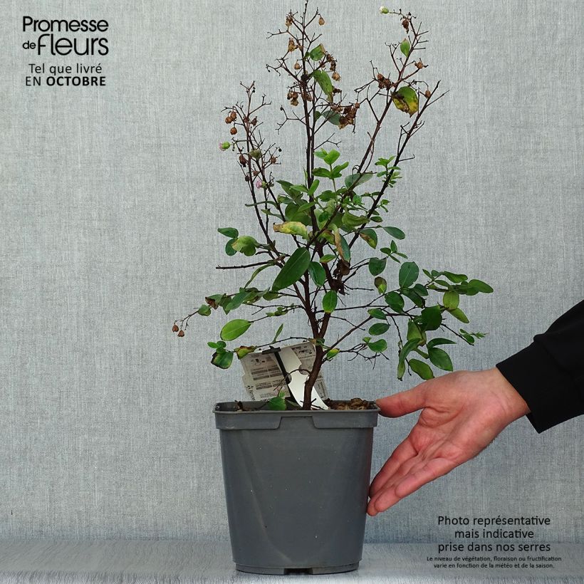 Esemplare di Lagerstroemia Camaïeu d'Ete - Mirto crespo Vaso da 4L/5L come consegnato in autunno