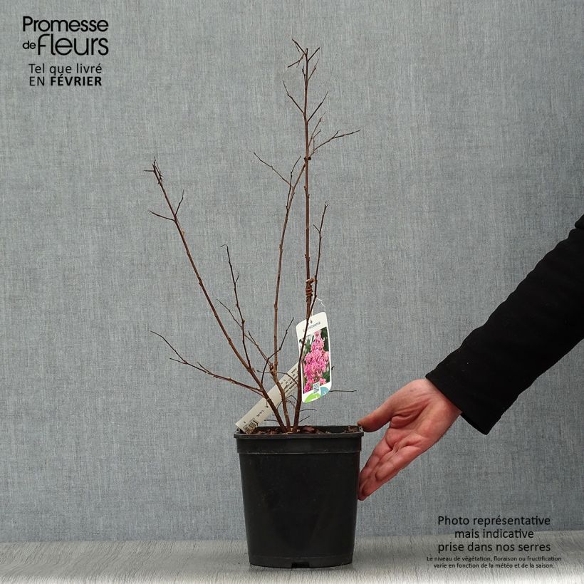 Lagerstroemia Camaïeu d'Ete - Mirto crespo Vaso da 4L/5L esemplare consegnato in inverno