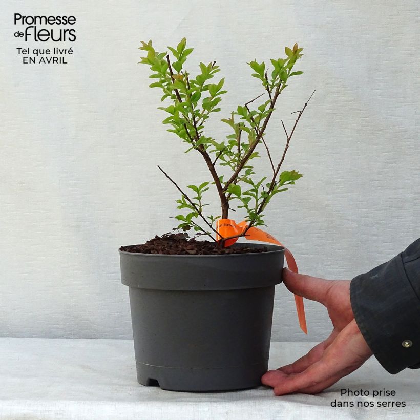 Lagerstroemia Mardi Gras - Mirto crespo Vaso da 3L/4L esemplare consegnato in primavera