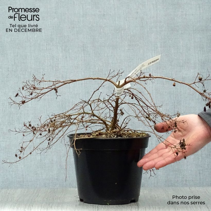 Lagerstroemia Mimie Fuchsia - Mirto crespo Vaso da 2L/3L esemplare consegnato in inverno