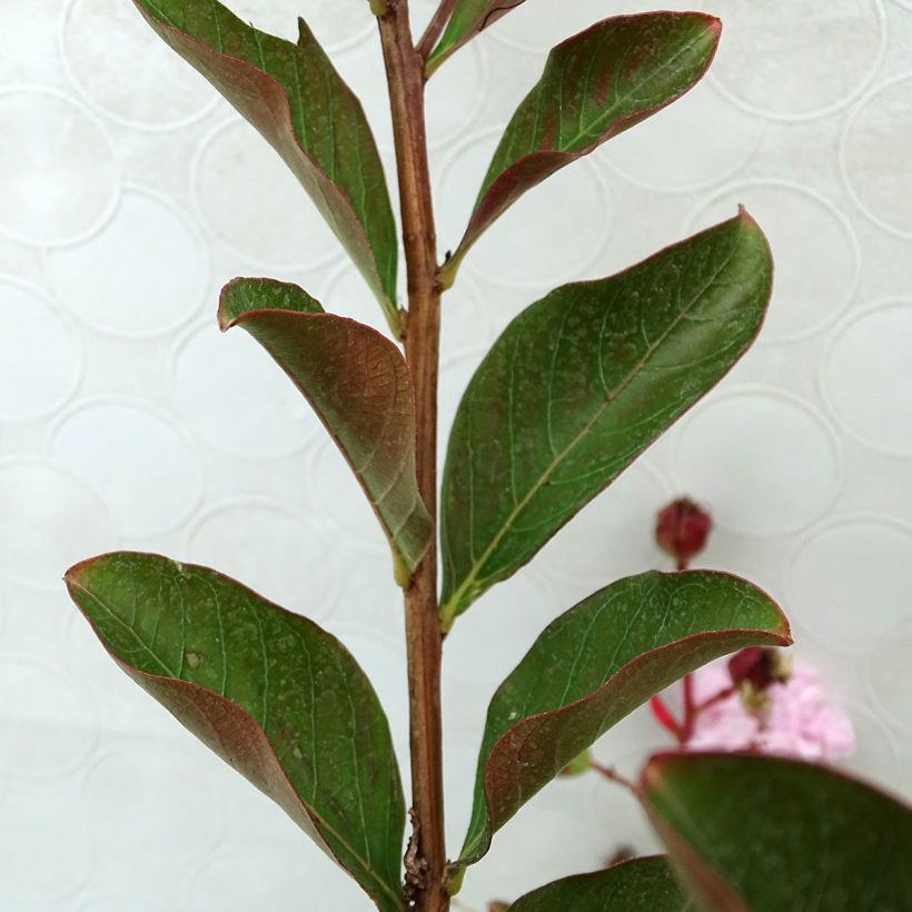 Lagerstroemia Neige d'Eté - Mirto crespo (Fogliame)