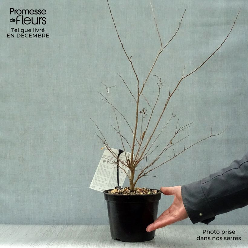 Lagerstroemia Neige d'Eté - Mirto crespo Vaso da 3L/4L esemplare consegnato in inverno