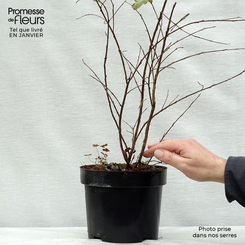 Lagerstroemia Rhapsody in PINK - Mirto crespo Vaso da 3L/4L esemplare consegnato in inverno