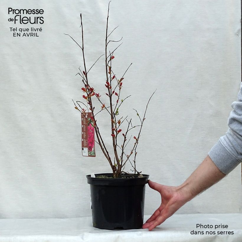 Lagerstroemia Rhapsody in PINK - Mirto crespo Vaso da 3L/4L, A cespuglio esemplare consegnato in primavera