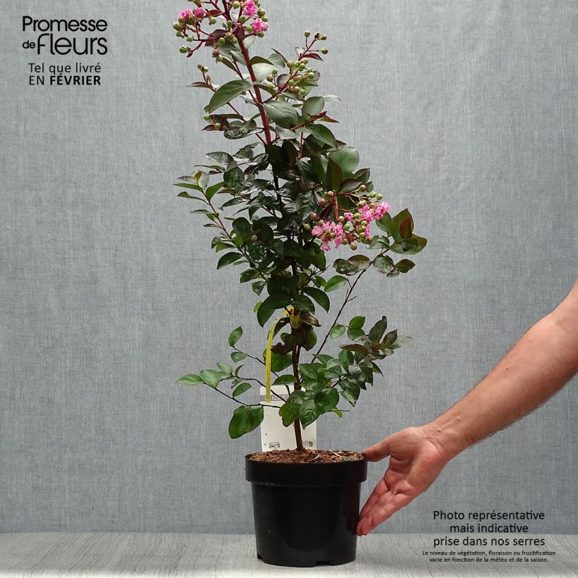 Esemplare di Lagerstroemia Rhapsody in PINK - Mirto crespo Vaso da 3L/4L come consegnato in autunno