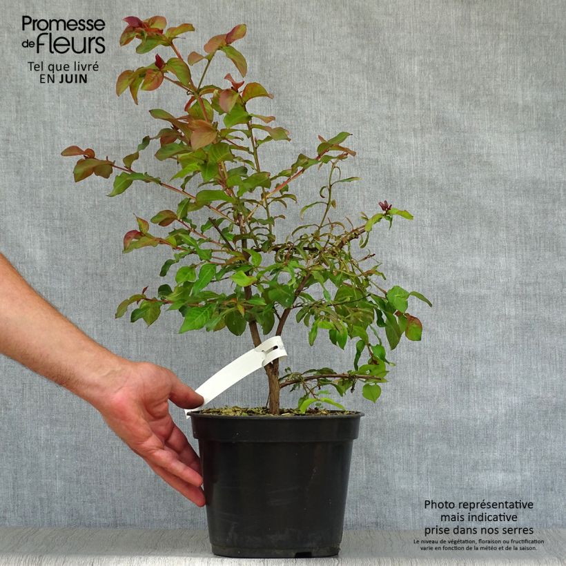 Esemplare di Lagerstroemia Rhapsody in PINK - Mirto crespo Vaso da 3L/4L, A cespuglio consegnato in estate
