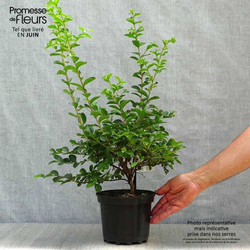 Esemplare di Lagerstroemia Bergerac - Mirto crespo Vaso da 3L/4L, A cespuglio consegnato in estate