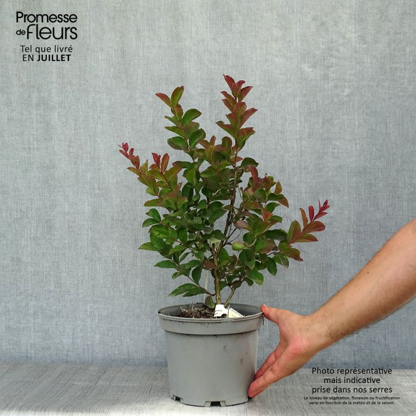 Esemplare di Lagerstroemia Berlingot Menthe - Mirto crespo Vaso da 3L/4L, A cespuglio consegnato in estate
