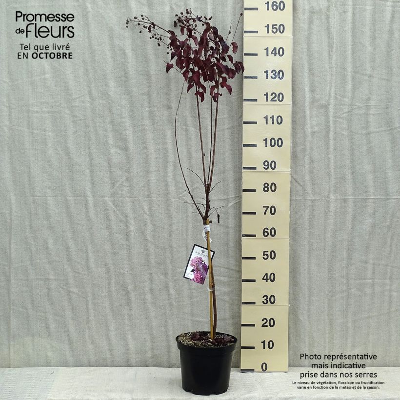 Esemplare di Lagerstroemia Black Diamond Lavender Lace - Mirto crespo Vaso da 7,5L/10L come consegnato in autunno