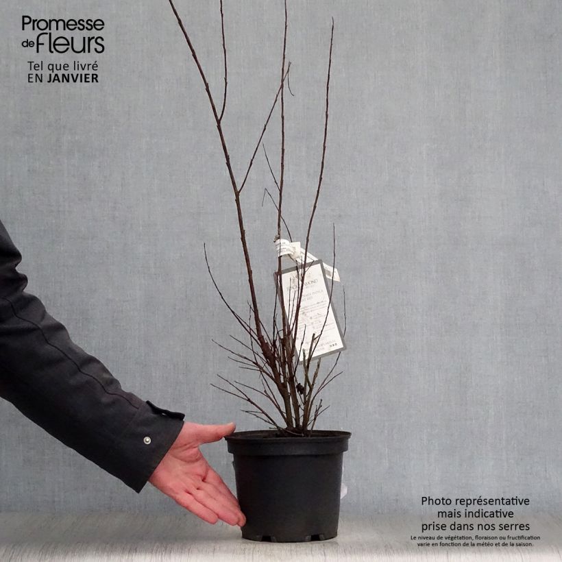 Lagerstroemia Black Diamond Lavender Lace - Mirto crespo Vaso da 7,5L/10L esemplare consegnato in inverno