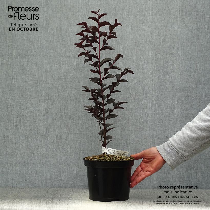 Esemplare di Lagerstroemia Black Solitaire Blush - Mirto crespo Vaso da 3L/4L come consegnato in autunno