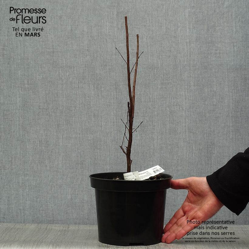 Lagerstroemia Black Solitaire Blush - Mirto crespo Vaso da 3L/4L esemplare consegnato in primavera