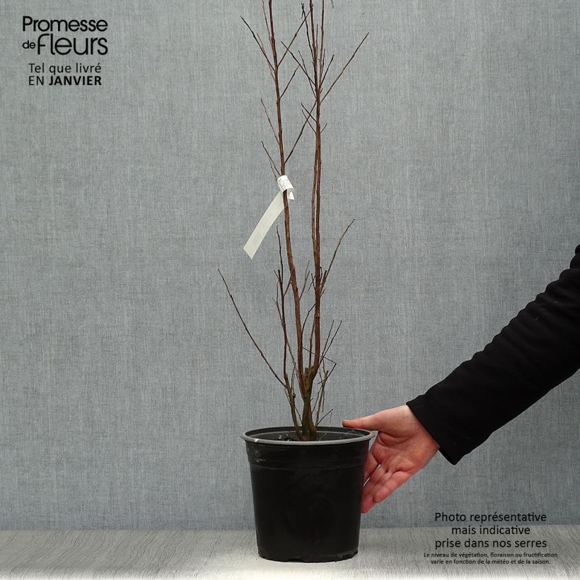 Lagerstroemia Black Solitaire Pure White - Mirto crespo Vaso da 3L/4L esemplare consegnato in inverno