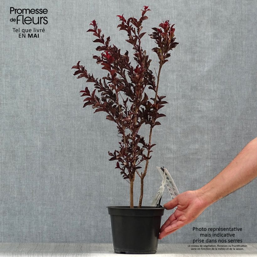 Lagerstroemia Black Solitaire Purely Purple - Mirto crespo Vaso da 3L/4L, A cespuglio esemplare consegnato in primavera