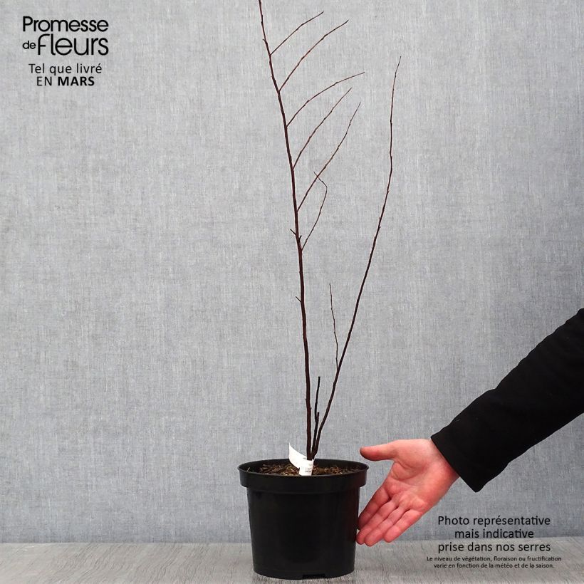 Lagerstroemia Black Solitaire Purely Purple - Mirto crespo Vaso da 3L/4L esemplare consegnato in inverno