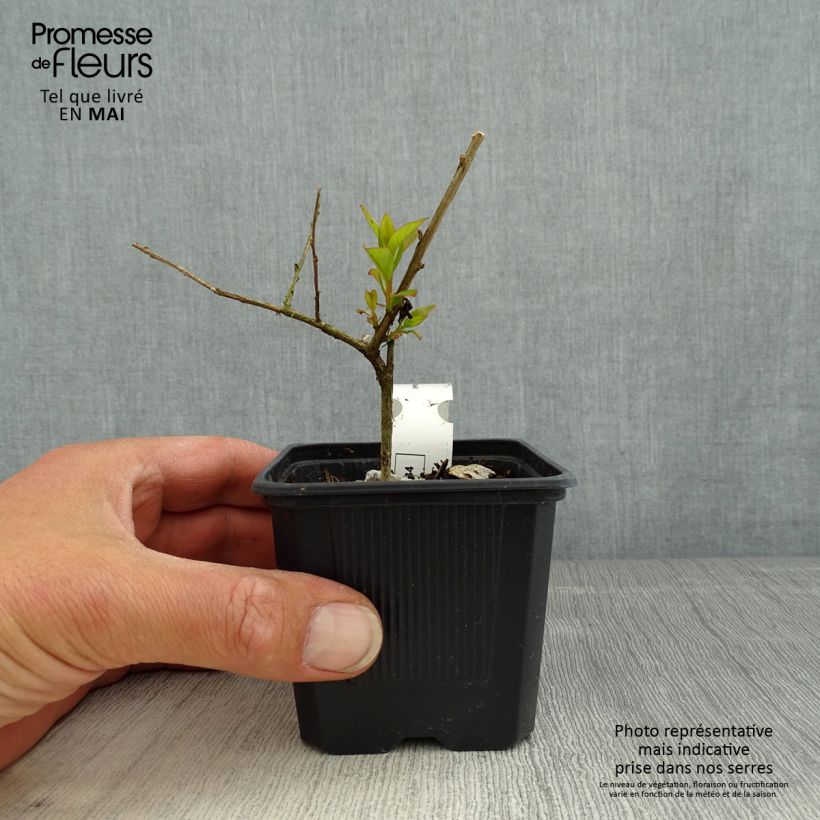 Lagerstroemia Cherry - Mirto crespo Vasetto da 8/9 cm esemplare consegnato in primavera