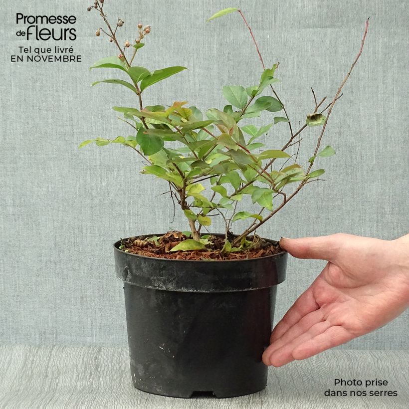 Esemplare di Lagerstroemia Coral Magic - Mirto crespo Vaso da 2L/3L come consegnato in autunno