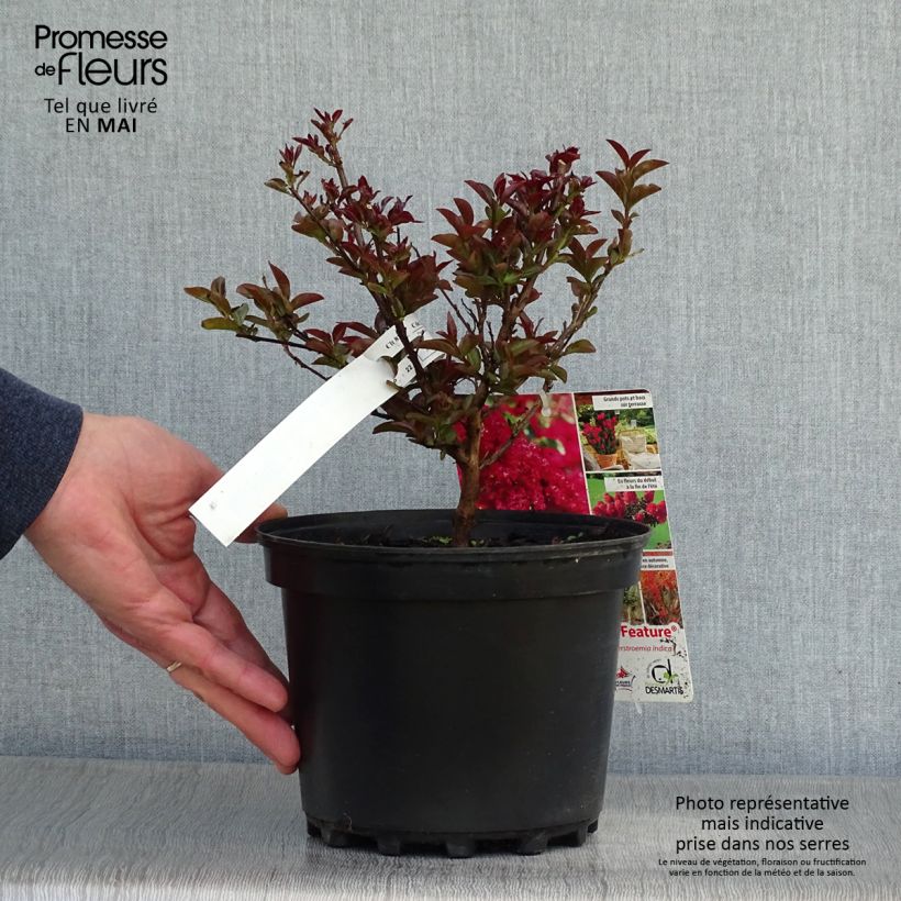 Lagerstroemia Play It Again Double Feature - Mirto crespo Vaso da 2L/3L esemplare consegnato in primavera