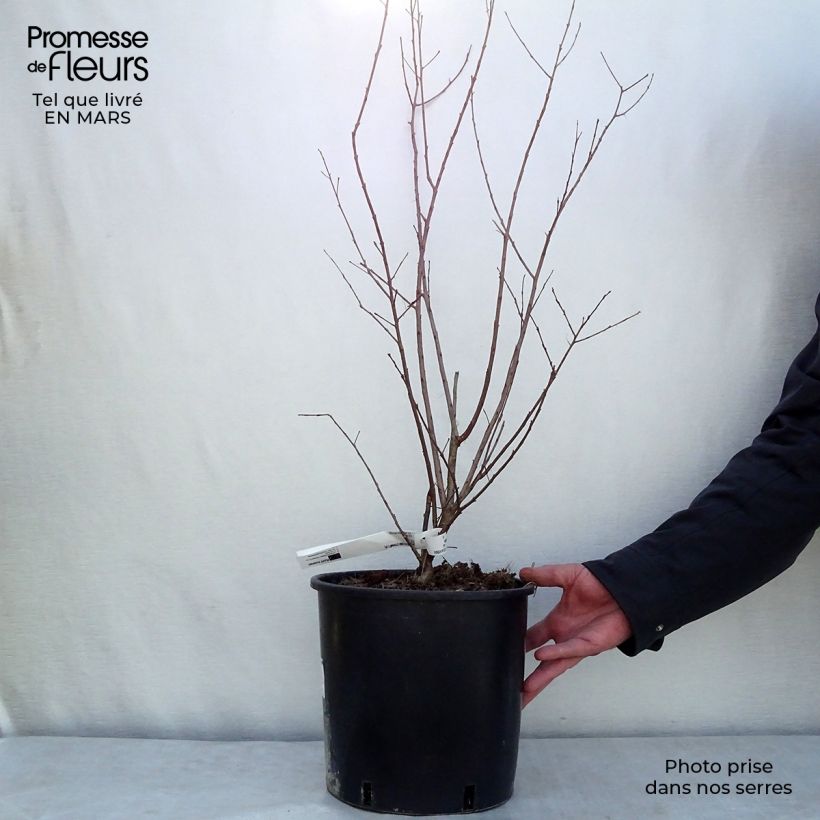 Lagerstroemia Dynamite - Mirto crespo Vaso da 7,5L/10L esemplare consegnato in inverno