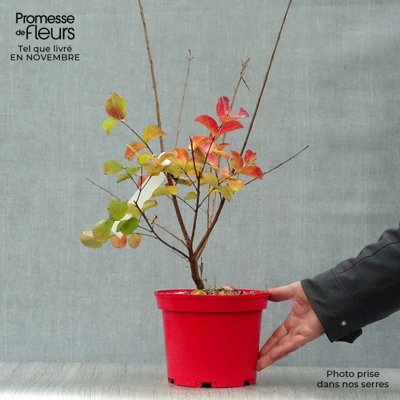 Esemplare di Lagerstroemia Dynamite - Mirto crespo Vaso da 3L/4L come consegnato in autunno
